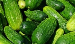 山东黄瓜爆料视频最新,揭秘田间地头的新鲜秘密